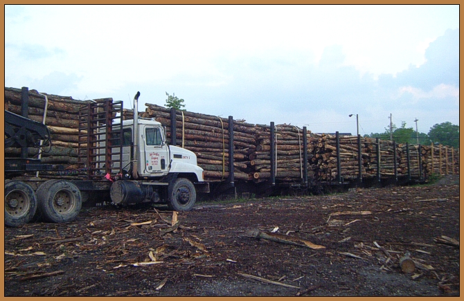 Saylor Logging Services