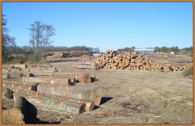 Saylor Logging Timber